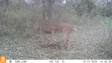 Load image into Gallery viewer, Scrape Addict | 5 Glands from bucks and does