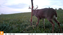 Load image into Gallery viewer, The Rub Tree System | Great for Scrapes Too! | Early Season - Post Rut