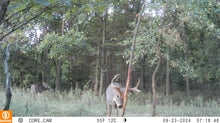 Load image into Gallery viewer, The Rub Tree System | Great for Scrapes Too! | Early Season - Post Rut
