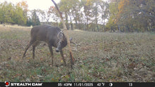 Load image into Gallery viewer, The Rub Tree System | Great for Scrapes Too! | Early Season - Post Rut
