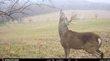 Load image into Gallery viewer, The Rut System | Peak Rut
