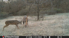 Load image into Gallery viewer, Buck Junkie | Buck Preorbital/Forehead/Salivary Glands
