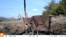 Load image into Gallery viewer, David's Select System | Early Season - Late Season
